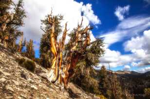 Bristlecone Pines 2-9133